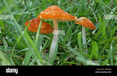 Orange fungus orange fungi Stock Videos & Footage - HD and 4K Video ...