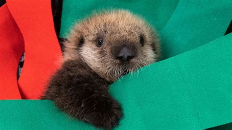 Two rescued baby sea otters find forever home at Georgia Aquarium ...