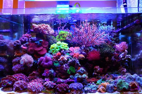 best nano reef tank