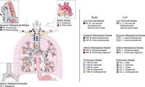 Mediastinal Lymph Nodes Map