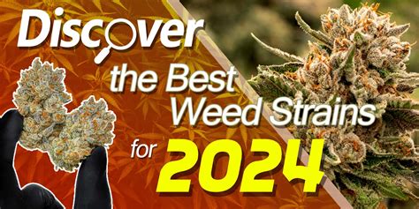 Discover The Best Weed Strains For 2024 Mjseedscanada