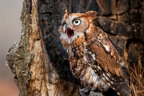 Calling Screech Owl | Shutterbug