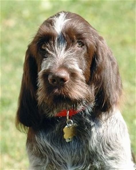 Spinone Italiano Dog Breed Information and Pictures