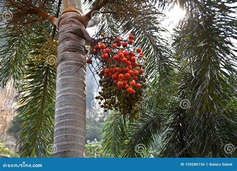 A Peach-palm Tree in Malaysia Stock Photo - Image of culture, religion ...