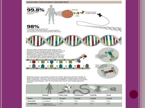 Construction of human gene map through map integration- from genetic ...