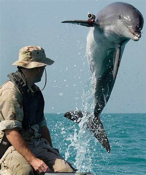 How The U.S. And Soviet Militaries Turned Dolphins Into Weapons