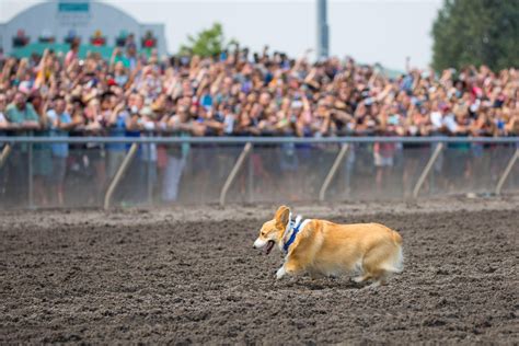 Photos: The first annual Corgi Races are here!!! | Seattle Refined