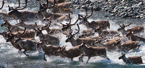 Arctic National Wildlife Refuge | Arctic Wild