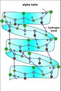 Alpha Helix Structure of Protein: Definition,Characteristics