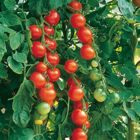 Top 10 Varieties Of Tomato For Short And Long Growing Seasons