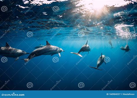 Dolphins Swimming Underwater in Ocean at Mauritius Stock Image - Image ...