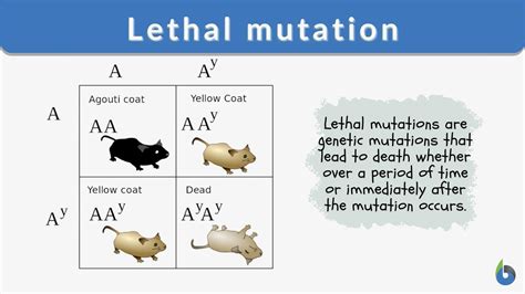 Lethal mutation Definition and Examples - Biology Online Dictionary