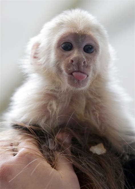 17 Best images about Capuchin monkeys on Pinterest | Mothers, Melbourne ...