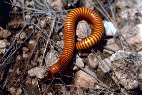 Free picture: millipede, insect, larvae, narceus