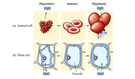 Hypertonic hypotonic isotonic simple diagrams - classicjoker