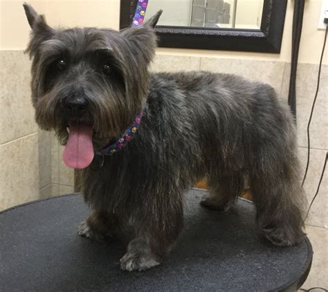 Cairn Terrier Grooming Tips - Wavy Haircut