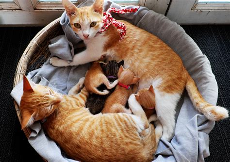 Adorable Cat Family and Their Five Kittens Taking a Nap Delights ...