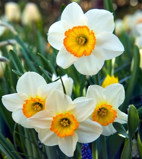 Narcissus Flowers Pictures | Best Flower Site