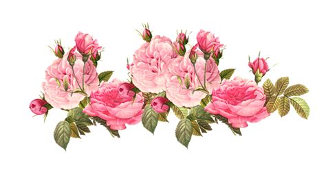 Pink flowers Rose Clip art - flower png download - 915*480 - Free ...