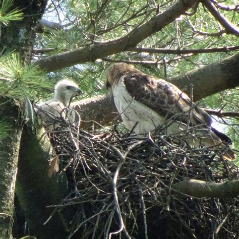 Wildlife at the Garden: Red-tailed Hawk Nest 2019 - Plant Talk