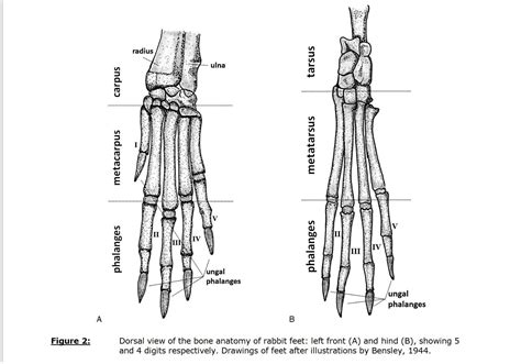 Rabbit Foot Anatomy