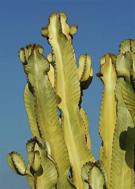 Candelabra Cactus Photograph by Brett Harvey