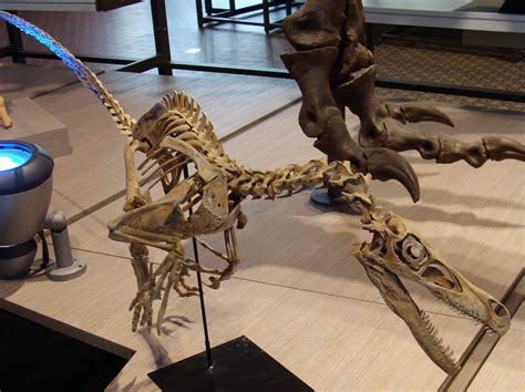 Velociraptor! | Velociraptor, Dinosaur fossils, Prehistoric animals