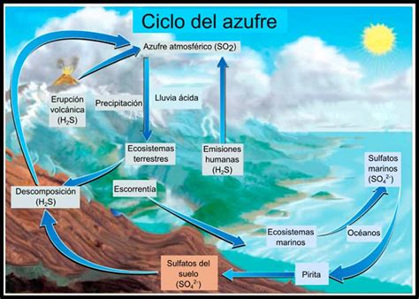 ¿Cuál es el ciclo del azufre o ciclo biogeoquímico del azufre? ️ - GT