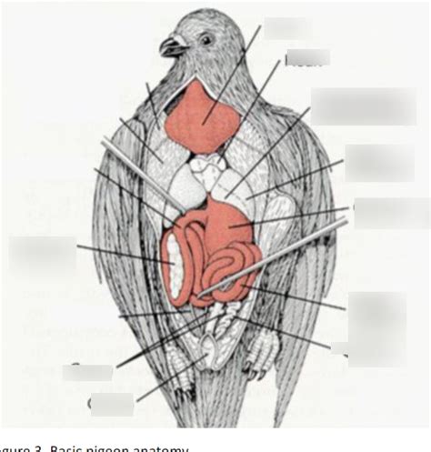 Pigeon anatomy Diagram | Quizlet