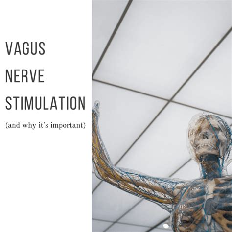 Vagus Nerve Stimulation: Why It's Vital for Your Health - RemedyGrove