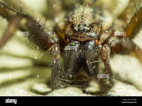 Giant House Spider Stock Photo - Alamy