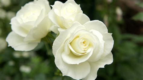 🔥 [50+] Beautiful White Roses Wallpapers | WallpaperSafari