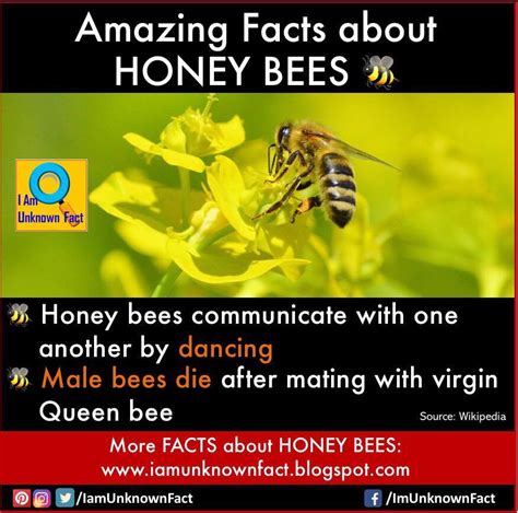 Amazing Facts about HONEY BEES