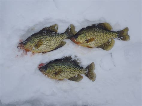 Ice fishing is crappie... - Ice Fishing - Ontario Fishing Forums