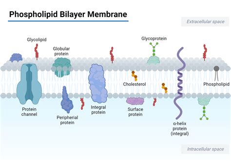 Phospholipid Bilayer Diagram With Cholesterol