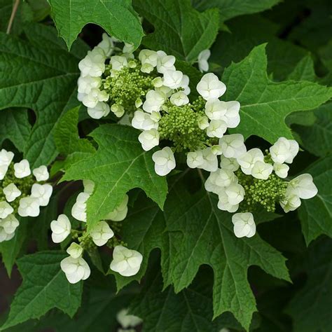 Oakleaf Hydrangea | Hydrangea quercifolia | Plant Addicts