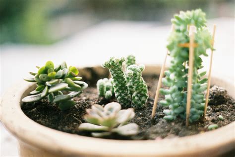 Grow Lights For Succulents Guide (With Pictures)- Succulents Network