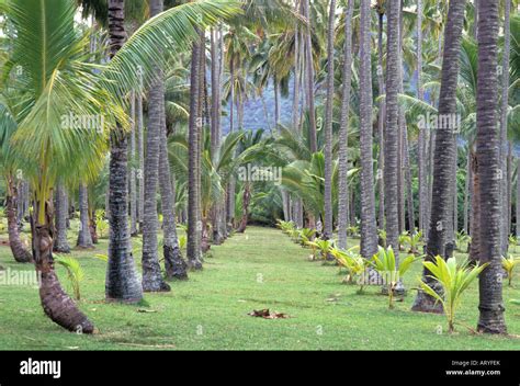 The grounds of the Coco Palms Resort, setting for Elvis Presley film ...