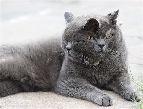 World's Oldest Two-faced Cat Dies Aged 15 (pics) - Celebrities - Nigeria