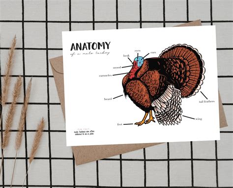 Anatomy of a Male Female Turkey Set of Two Prints - Etsy