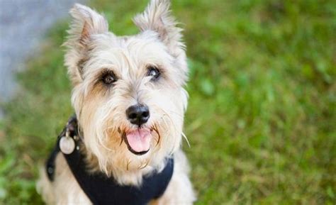 Four Tips for Grooming a Cairn Terrier