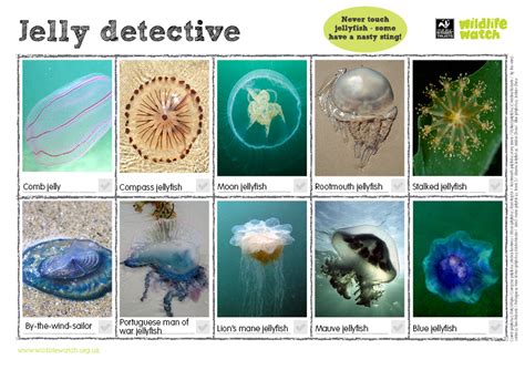 Identify UK jellyfish | The Wildlife Trusts