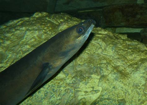 How do Eels Reproduce? Eel Reproduction Explained