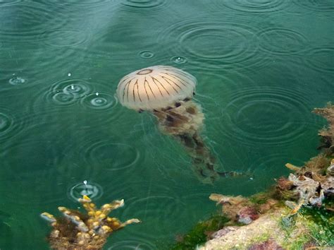 Compass Jellyfish (Chrysaora hysoscella) | Jellyfish, Life aquatic ...