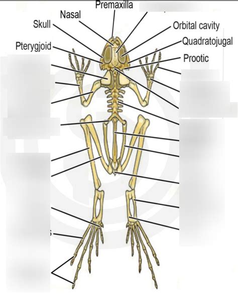 Frog Skeleton Diagram | Quizlet