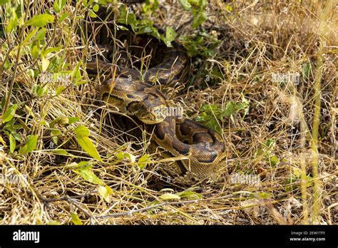 Kenya, Samburu reserve, Seba's Python (Python sebae Stock Photo - Alamy