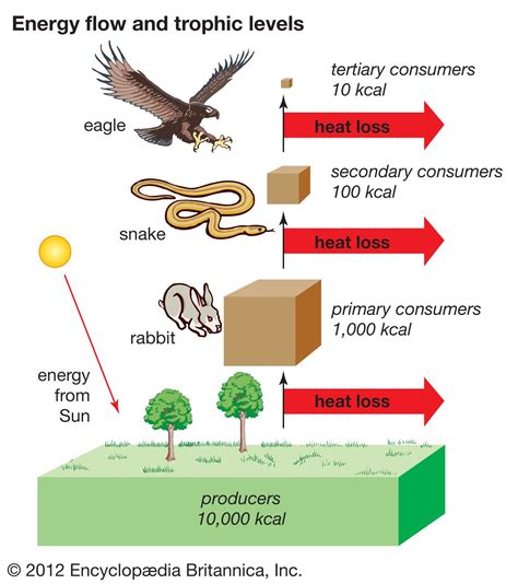 trophic level | Definition, Examples, & Facts | Britannica