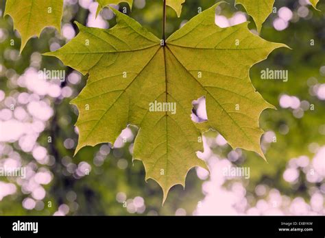 beautiful maple leaf close-up Stock Photo - Alamy