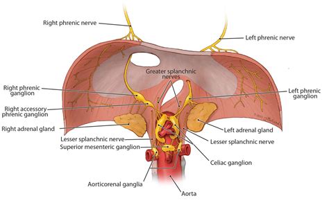 Figure 2 from The subdiaphragmatic part of the phrenic nerve ...