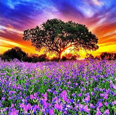 sunset over flower field | Flower field, Wild flowers, Beautiful gardens